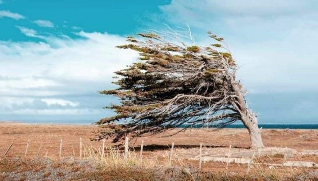 arbol viento magallanico